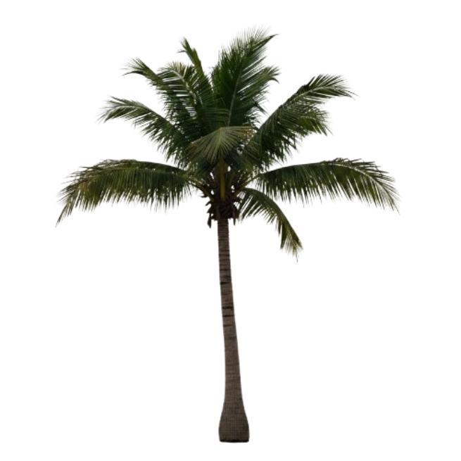 Our Myrtle Beach Palm
